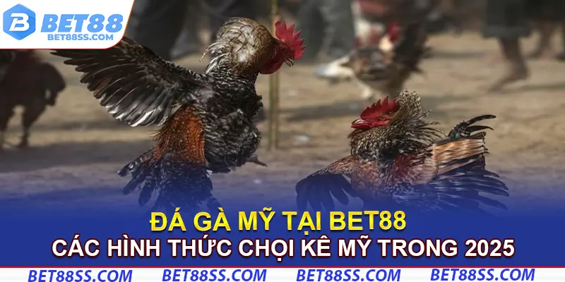 Các hình thức chọi kê Mỹ trong 2025