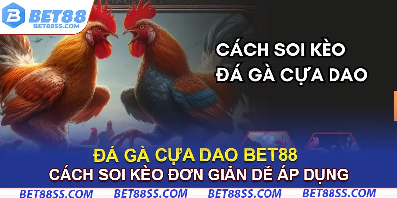 Cách soi kèo chiến kê cựa dao đơn giản dễ áp dụng