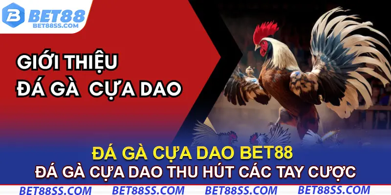 Đá gà cựa dao thu hút tay cược nhờ sự bất ngờ