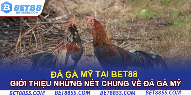 Giới thiệu những nét chung về đá gà Mỹ