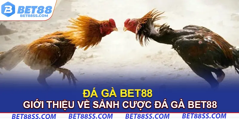 Giới thiệu về sảnh cược đá gà Bet88