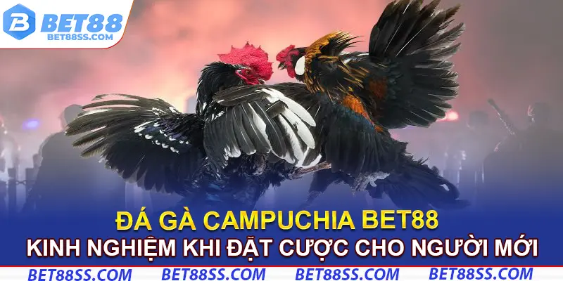 Kinh nghiệm khi chơi đá gà Campuchia cho người mới