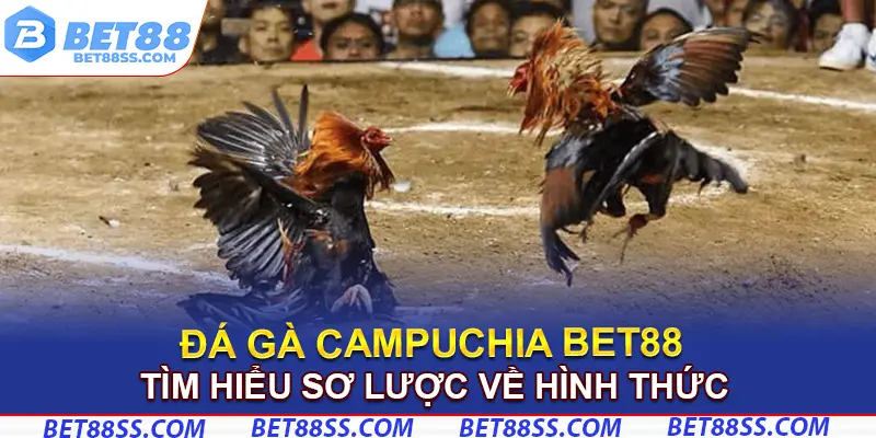 Tìm hiểu sơ lược về hình thức đá gà Campuchia