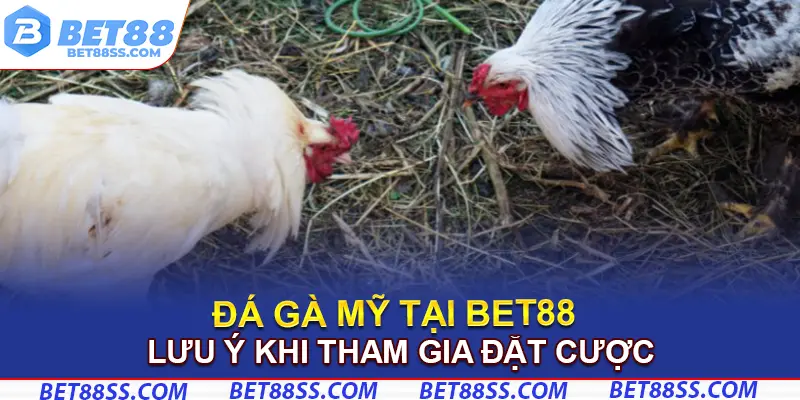 Lưu ý khi tham gia đá gà Mỹ